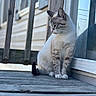 animal, calm, cat, closeup, daylight, domestic_cat, feline, glass_door, nature, outdoor, pet, portrait, quiet, reflection, relaxation, side_view, sitting, striped_fur, window, wooden_porch