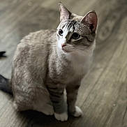 Elsa joined the competition — help win amazing prizes! cat, animal, pet, feline, blue_eyes, striped_fur, white_paws, sitting, wooden_floor, indoor, curious, fur, whiskers, ears, tail, domestic, young_cat, close_up, looking_away, cute