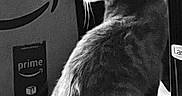 Stormey is registered to the contest to win money with this photo: cat, animal, pet, feline, black_and_white, indoor, box, amazon_prime, whiskers, fur, side_view, sitting, tail, domestic, quiet, still_life, portrait, household, curious, shadow