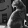 cat, animal, pet, feline, black_and_white, indoor, box, amazon_prime, whiskers, fur, side_view, sitting, tail, domestic, quiet, still_life, portrait, household, curious, shadow