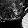 cat, tabby, feline, animal, pet, indoor, couch, patterned_fabric, whiskers, ears, tail, resting, closeup, black_and_white, cozy, fur, curious, eyes, domestic_cat, relaxed