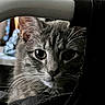 Stormey is registered to the contest to win money with this photo: cat, tabby_cat, whiskers, gray_fur, close_up, pet, animal, indoor, curious, eyes, face, feline, fur, portrait, looking, texture, soft_light, blurred_background, domestic_cat, nose