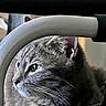 cat, gray_tabby, whiskers, close_up, indoor, pet, fur, animal, portrait, looking_away, curved_object, soft_light, ears, face, feline, domestic_cat, side_view, focus, quiet, calm