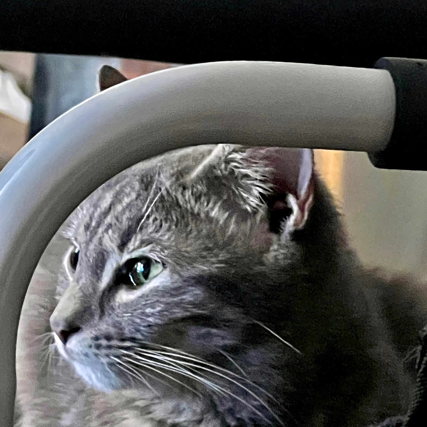 Stormey joined the competition — help win amazing prizes! cat, gray_tabby, whiskers, close_up, indoor, pet, fur, animal, portrait, looking_away, curved_object, soft_light, ears, face, feline, domestic_cat, side_view, focus, quiet, calm