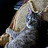 Stormey is registered to the contest to win money with this photo: cat, gray_cat, tabby, pet, animal, feline, chair, vintage_chair, ornate, fabric, wood, indoor, resting, looking, curious, whiskers, ears, fur, closeup, cozy