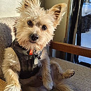 Chanze is registered to the contest to win money with this photo: adorable, collar, couch, dog, dog_harness, dog_tag, fur, indoor, knitted_blanket, paw, pet, portrait, sitting, small_dog, sunlight, terrier, tongue_out, upright_ears, wide_eyes, wooden_armrest