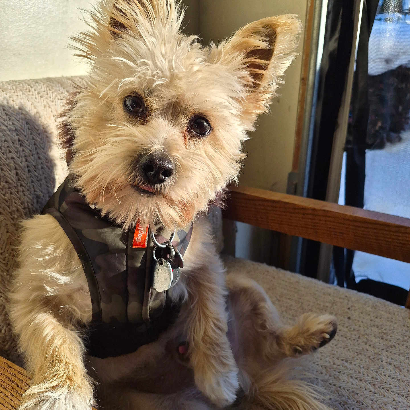 Chanze is registered to the contest to win money with this photo: adorable, collar, couch, dog, dog_harness, dog_tag, fur, indoor, knitted_blanket, paw, pet, portrait, sitting, small_dog, sunlight, terrier, tongue_out, upright_ears, wide_eyes, wooden_armrest