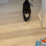 Willow joined the competition — help win amazing prizes! animal, black_and_white, cat, corner, curious, domestic_cat, doorway, floor, household, indoor, mat, package, pet, shadow, tail_up, tuxedo_cat, walking, water_bottles, white_paws, wooden_floor