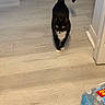 animal, black_and_white, cat, corner, curious, domestic_cat, doorway, floor, household, indoor, mat, package, pet, shadow, tail_up, tuxedo_cat, walking, water_bottles, white_paws, wooden_floor