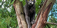 Oreo a rejoint le concours — aidez-le/la à gagner de superbes lots ! cat, grey_cat, tree, tree_trunk, branch, leaves, foliage, outdoor, nature, yellow_eyes, claws, whiskers, bark, portrait, looking_at_camera, perched, feline, wildlife, vertical_composition, close_up