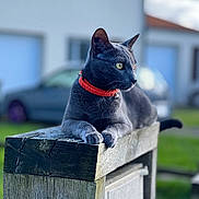 Oreo a rejoint le concours — aidez-le/la à gagner de superbes lots ! cat, gray_cat, red_collar, collar, wooden_post, paws, whiskers, ears, outdoor, house, car, green_grass, portrait, close_up, shallow_depth_of_field, bokeh, pet, domestic_cat, sitting, daylight
