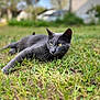 Oreo participe au concours pour gagner de l'argent avec cette photo : cat, grey_cat, pet, animal, outdoor, grass, green_grass, close_up, portrait, relaxed, lying_down, yellow_eyes, feline, whiskers, nature, bokeh, yard, mammal, fur, daylight