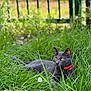 Oreo a rejoint le concours — aidez-le/la à gagner de superbes lots ! cat, gray_cat, feline, pet, collar, golden_eyes, grass, meadow, daisy, flower, outdoor, fence, portrait, whiskers, ears, paws, resting, nature, blurred_background, close_up