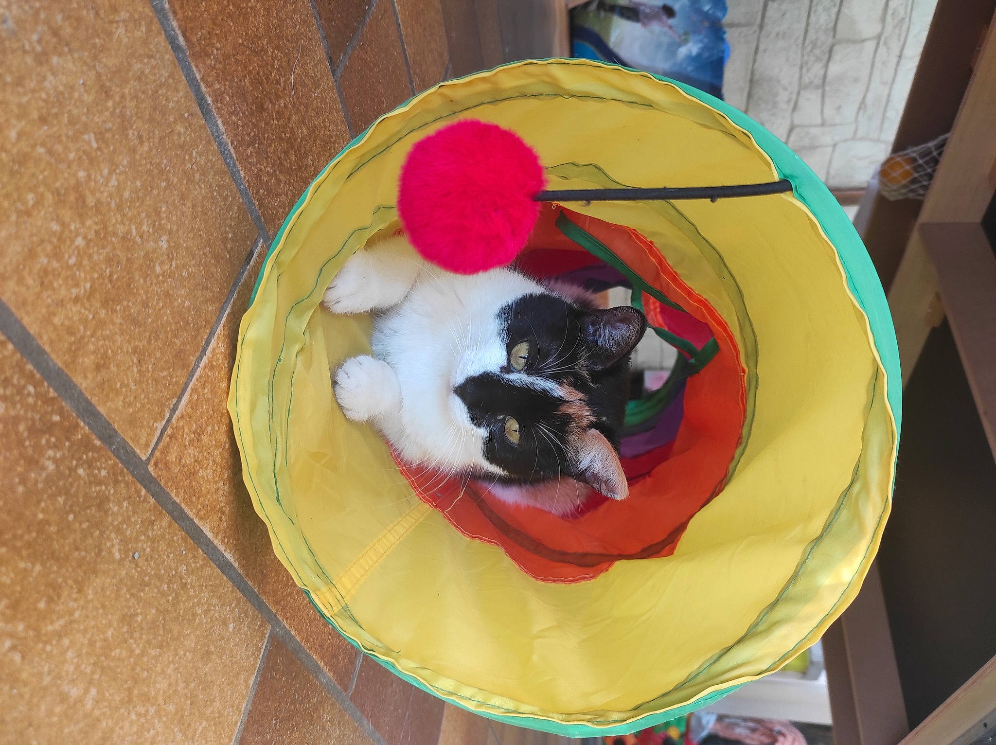 Harleen participe au concours pour gagner de l'argent avec cette photo : carnivore, cat, cat_bed, cat_supply, comfort, companion_dog, dog_breed, dog_supply, felidae, flooring, fur, hardwood, pet_supply, recreation, small_to_medium_sized_cats, tail, toy, whiskers, wood, yellow