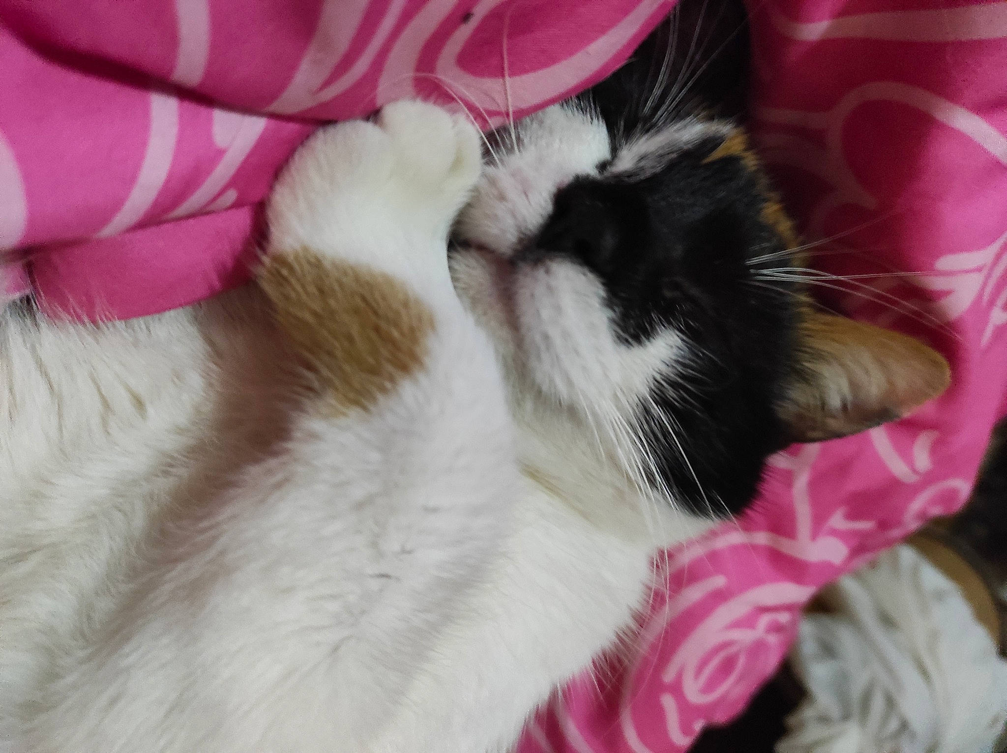 Harleen a rejoint le concours — aidez-le/la à gagner de superbes lots ! carmine, carnivore, cat, claw, comfort, companion_dog, felidae, foot, fur, human_leg, magenta, nap, paw, pink, sleep, small_to_medium_sized_cats, tail, whiskers