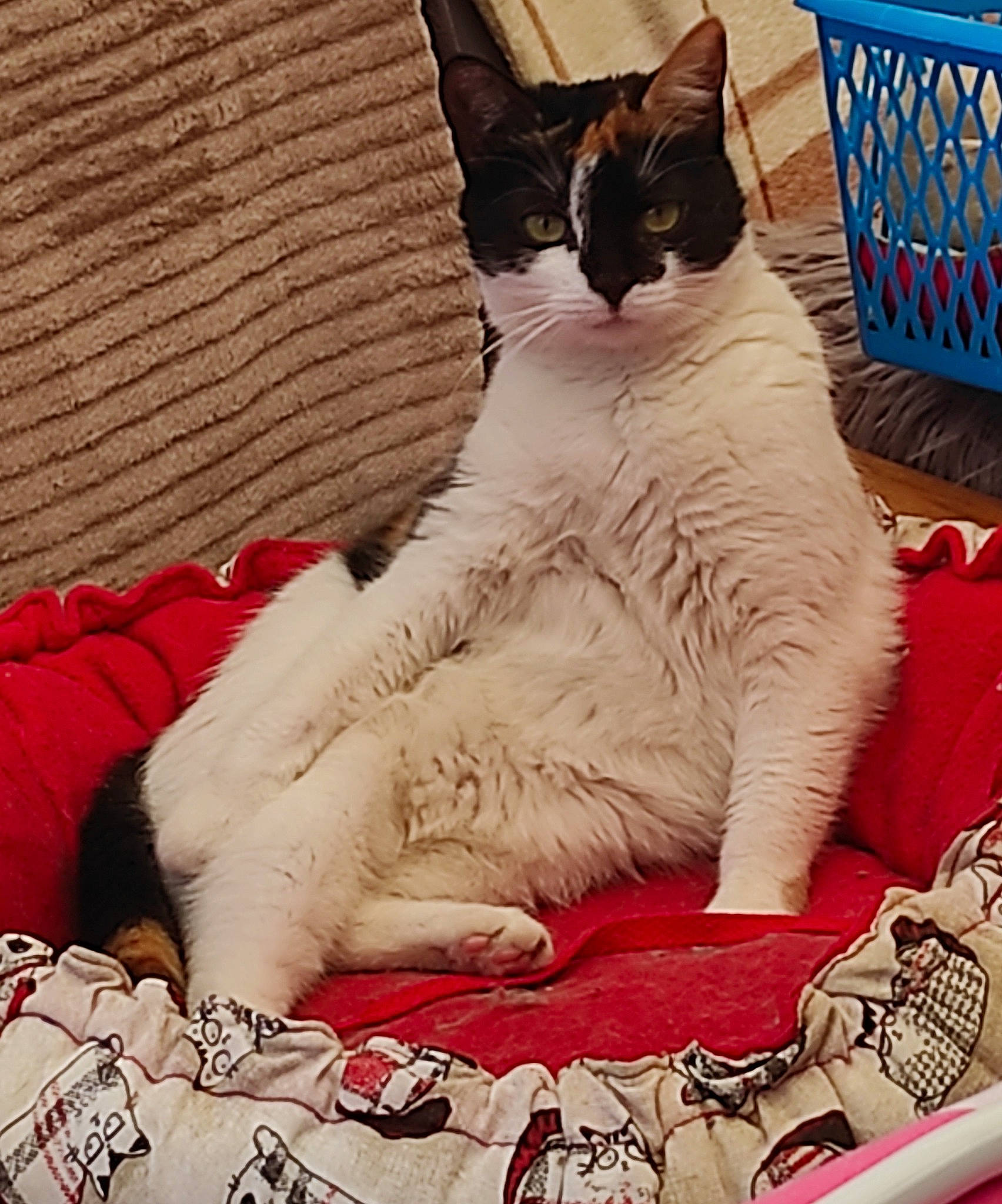 Harleen a rejoint le concours — aidez-le/la à gagner de superbes lots ! art, basket, carmine, carnivore, cat, comfort, domestic_short_haired_cat, felidae, foot, fur, happy, lap, linens, pattern, paw, sitting, small_to_medium_sized_cats, snout, tail, whiskers