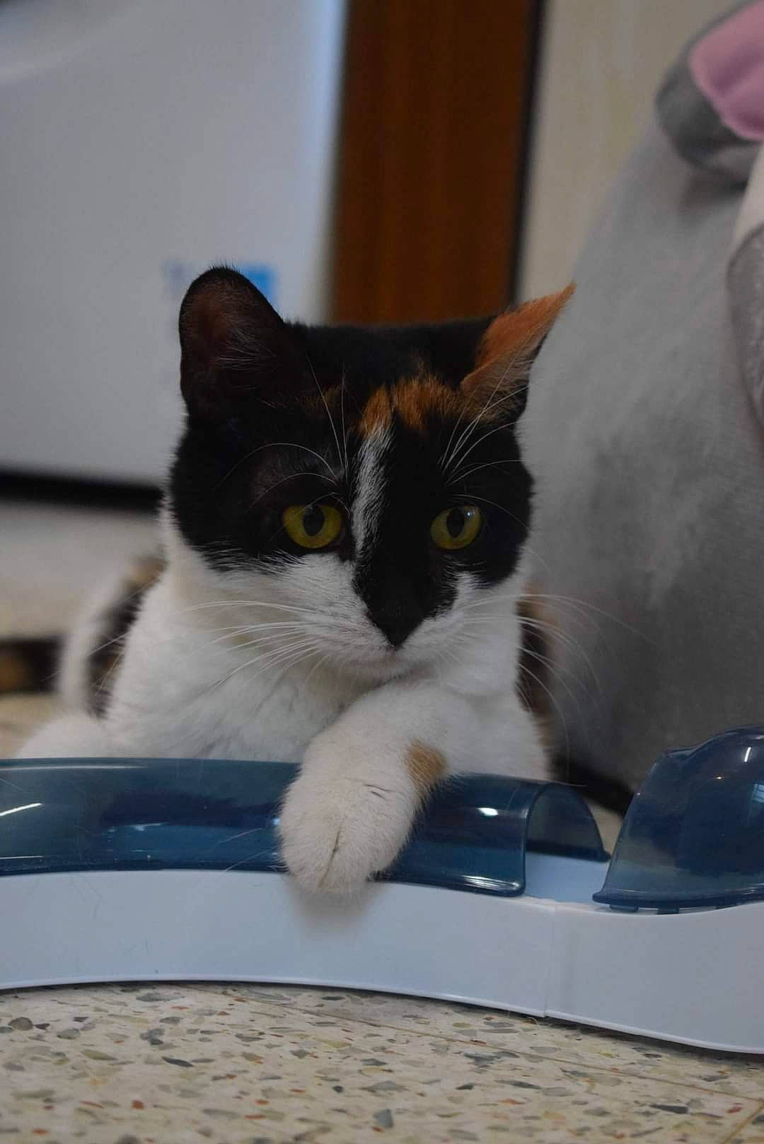 Harleen participe au concours pour gagner de l'argent avec cette photo : box, carnivore, cat, claw, comfort, desk, domestic_short_haired_cat, felidae, fur, input_device, office_supplies, paw, small_to_medium_sized_cats, table, tail, whiskers, windshield