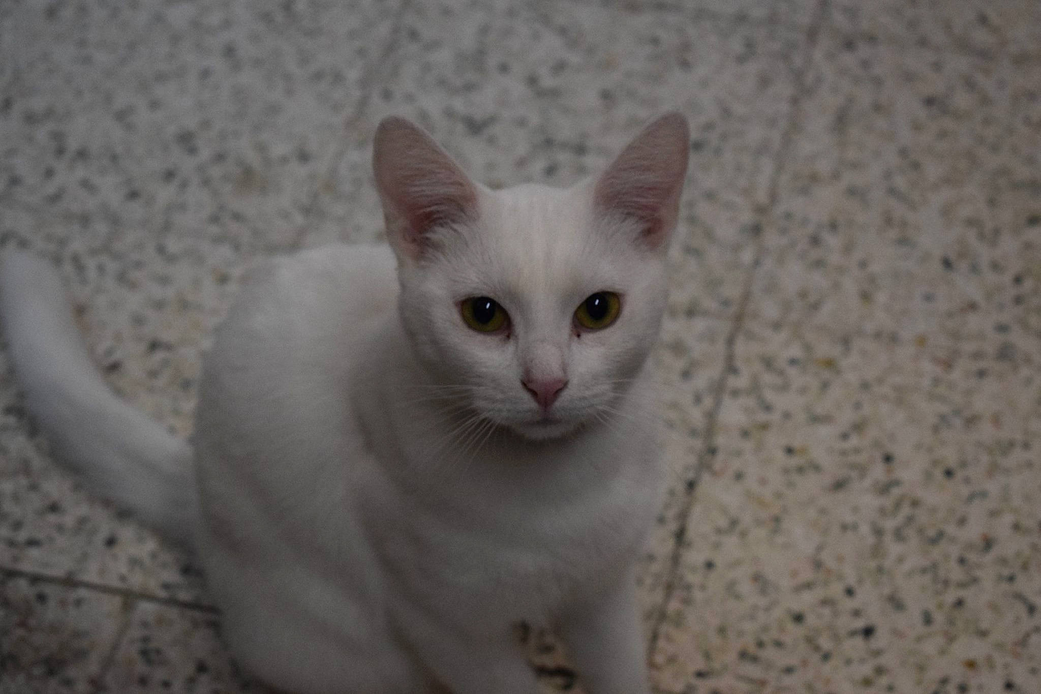 Coquine a rejoint le concours — aidez-le/la à gagner de superbes lots ! aegean_cat, balinese, burmilla, carnivoran, cat, cat_like_mammal, domestic_short_haired_cat, fauna, javanese, khao_manee, kitten, person, small_to_medium_sized_cats, snout, turkish_angora, turkish_van, whiskers