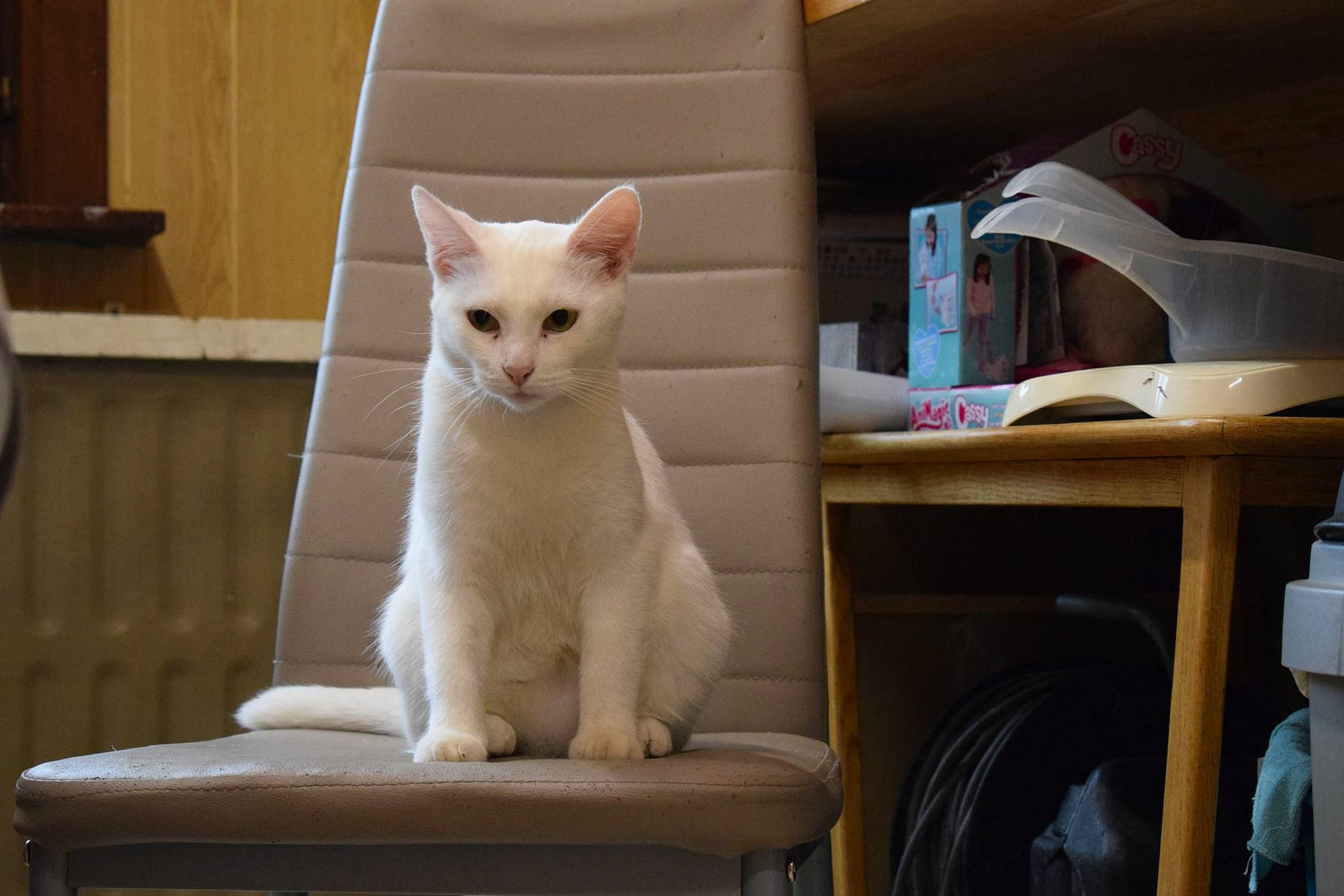 Coquine a rejoint le concours — aidez-le/la à gagner de superbes lots ! aegean_cat, burmilla, carnivoran, cat, cat_like_mammal, domestic_short_haired_cat, european_shorthair, japanese_bobtail, khao_manee, kitten, paw, person, small_to_medium_sized_cats, turkish_angora, turkish_van, whiskers