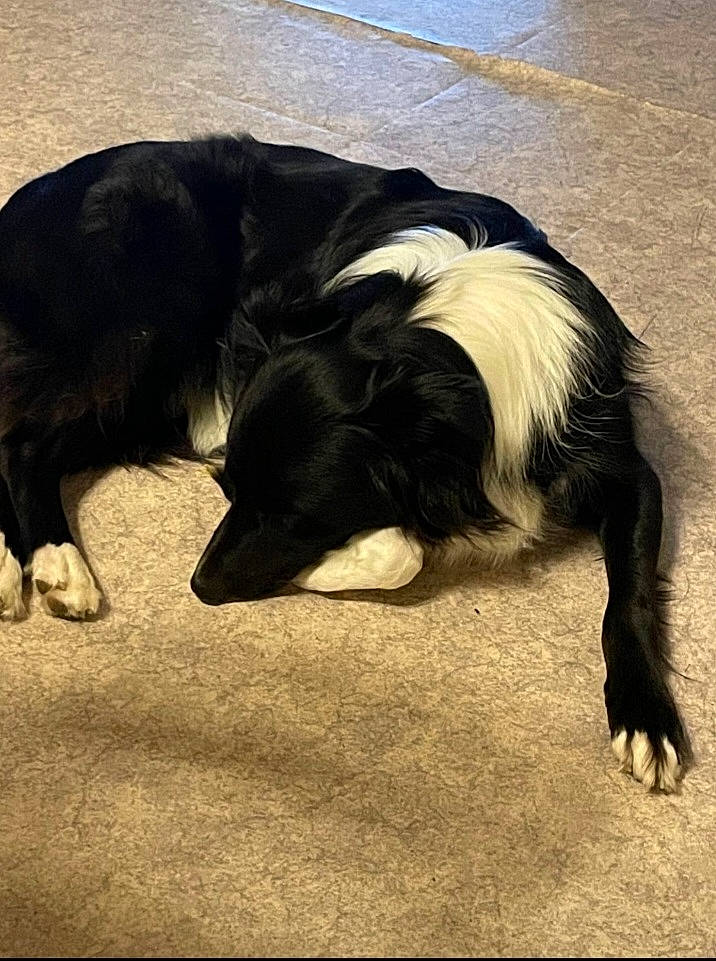 Pompom participe au concours pour gagner de l'argent avec cette photo : canidae, carnivore, claw, comfort, companion_dog, dog, dog_breed, fender, fur, grass, nap, plant, snout, sporting_group, tail, terrestrial_animal, tints_and_shades, working_animal, working_dog