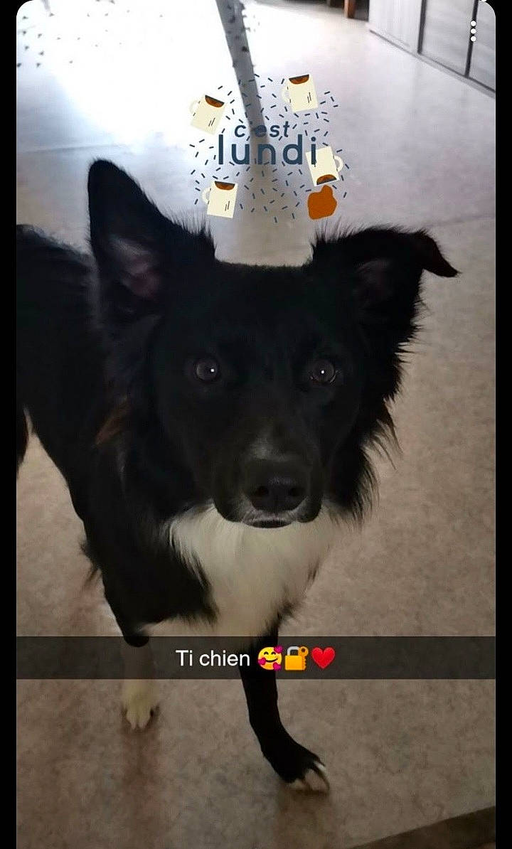 Pompom participe au concours pour gagner de l'argent avec cette photo : canidae, carnivore, collar, companion_dog, dog, dog_breed, dog_collar, floor, flooring, fur, herding_dog, non_sporting_group, paw, rectangle, snout, sporting_group, tail, whiskers, working_animal, working_dog