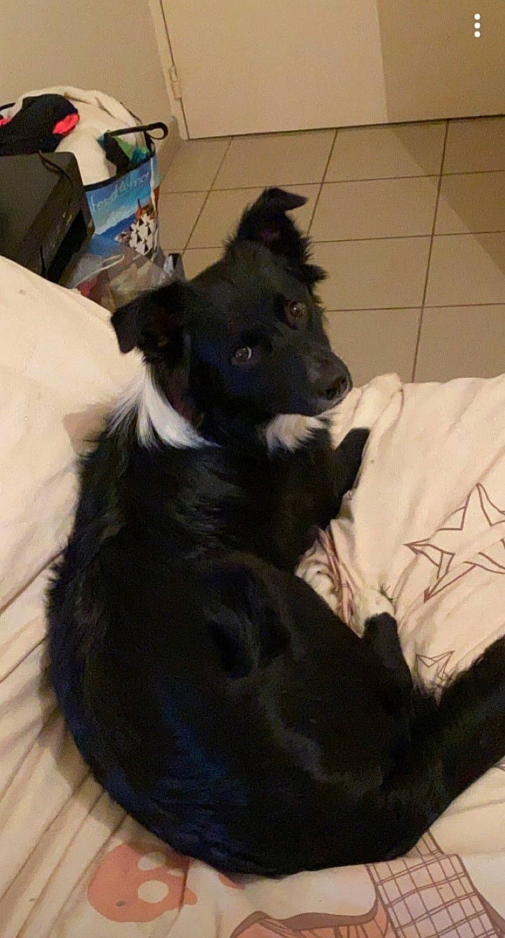 Pompom a rejoint le concours — aidez-le/la à gagner de superbes lots ! carnivore, comfort, companion_dog, dog, dog_breed, felidae, flooring, fur, non_sporting_group, small_to_medium_sized_cats, tail, terrestrial_animal, whiskers, working_animal