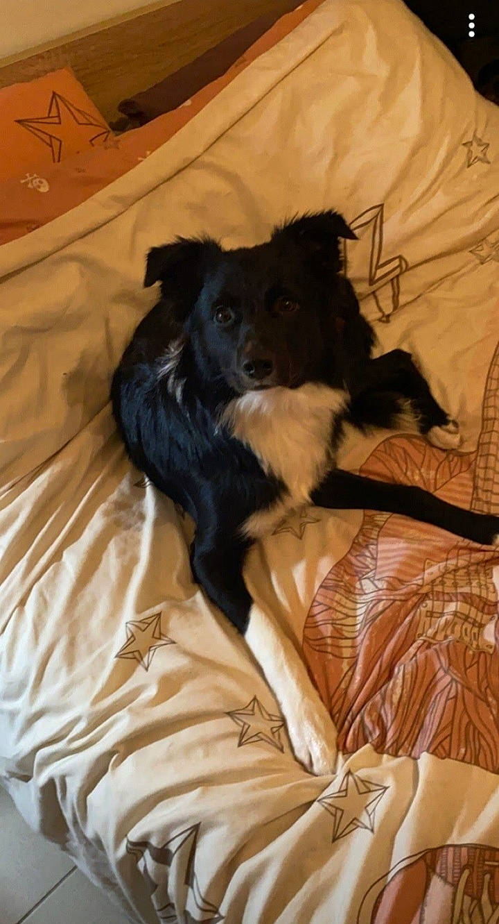 Pompom a rejoint le concours — aidez-le/la à gagner de superbes lots ! bed, borador, brown, canidae, carnivore, comfort, companion_dog, dog, dog_breed, fur, linens, sporting_group, tail, working_animal