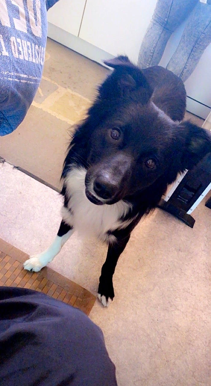 Pompom a rejoint le concours — aidez-le/la à gagner de superbes lots ! canidae, carnivore, cloud, collar, companion_dog, dog, dog_breed, electric_blue, flooring, fur, herding_dog, non_sporting_group, paw, puppy, snout, sporting_group, tail, whiskers, working_animal, working_dog