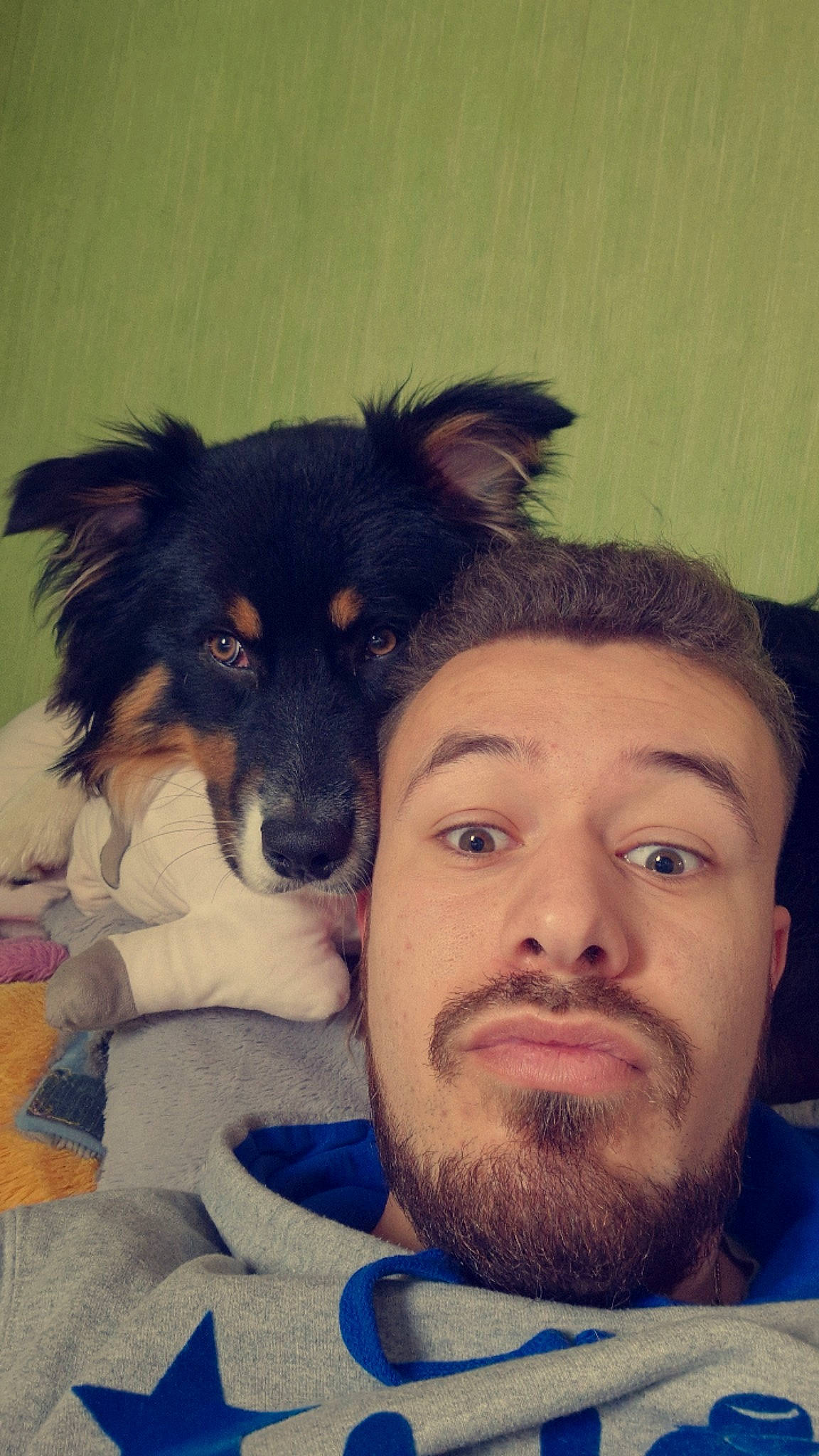 Toy a rejoint le concours — aidez-le/la à gagner de superbes lots ! beard, canidae, carnivore, companion_dog, cool, dog, dog_breed, ear, eyelash, facial_hair, fun, fur, happy, herding_dog, jaw, moustache, nose, selfie, snout, working_animal