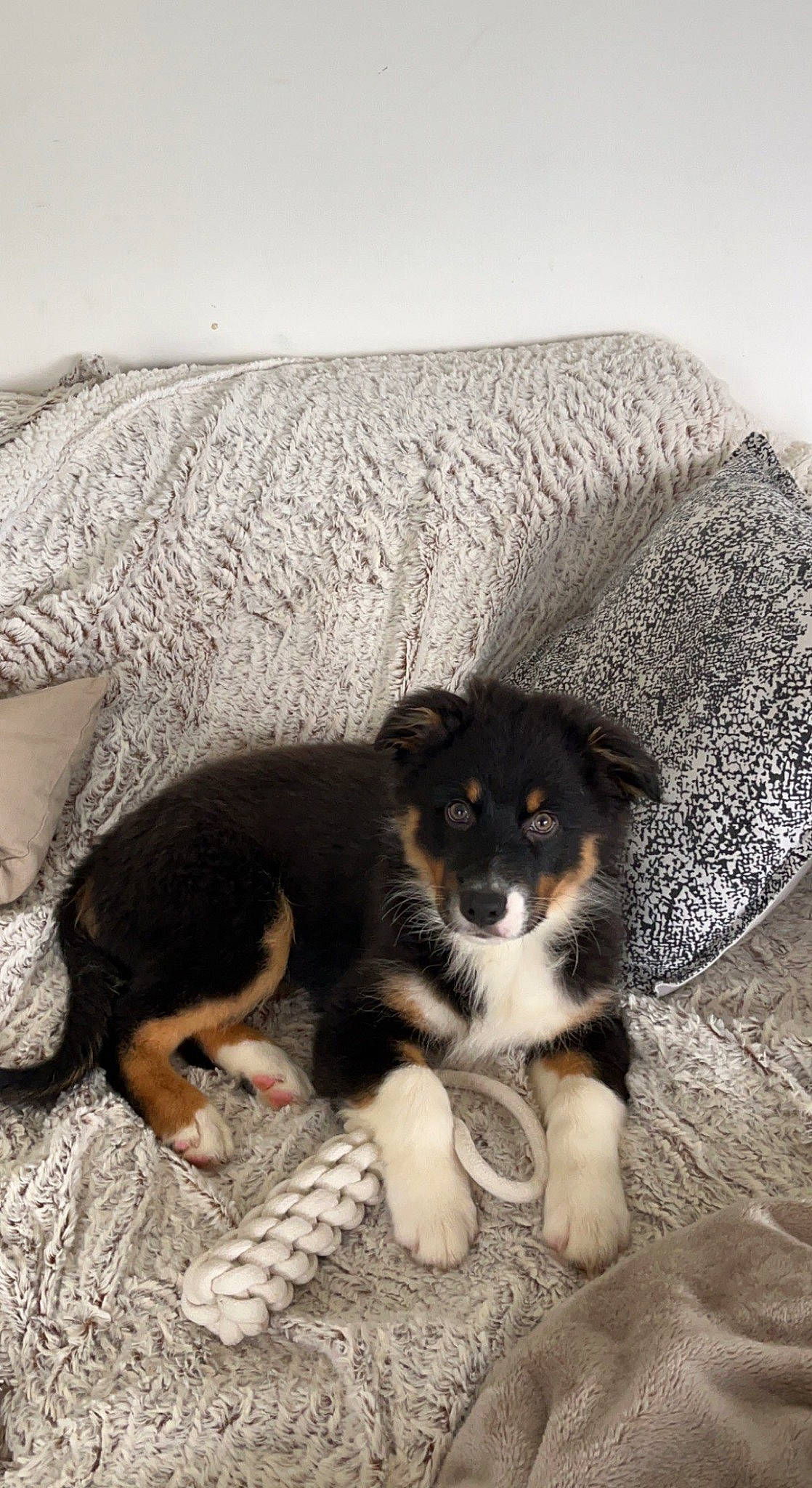 Toy participe au concours pour gagner de l'argent avec cette photo : canidae, carnivore, comfort, companion_dog, dog, dog_breed, flooring, fur, herding_dog, linens, paw, snout, sporting_group, terrestrial_animal, working_animal, working_dog