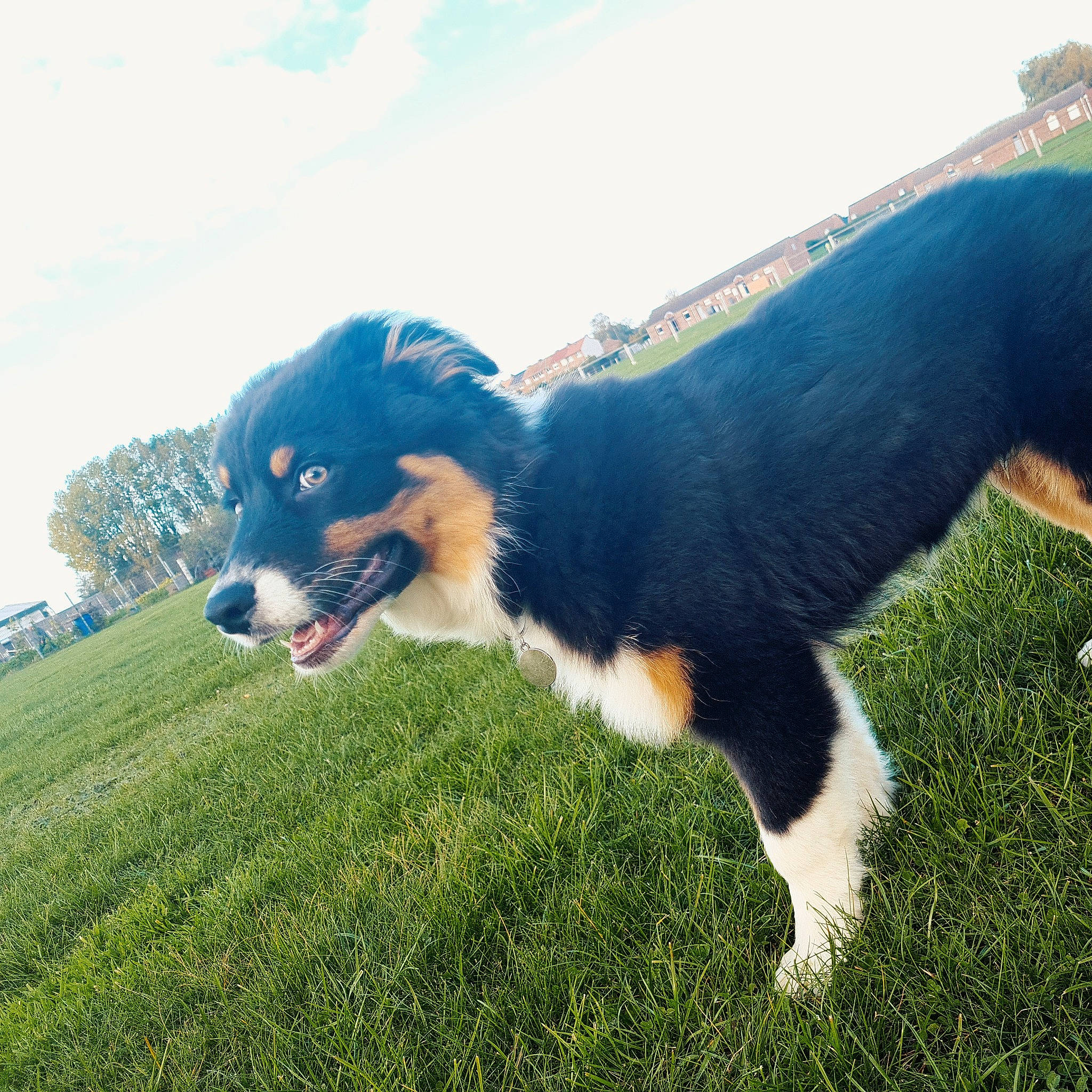 Toy participe au concours pour gagner de l'argent avec cette photo : border_collie, canidae, carnivore, cloud, companion_dog, dog, dog_breed, electric_blue, fun, fur, grass, happy, herding_dog, sky, snout, sporting_group, tail, working_animal, working_dog