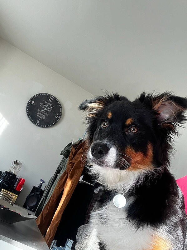 Toy participe au concours pour gagner de l'argent avec cette photo : bernese_mountain_dog, canidae, carnivore, chair, clock, collar, companion_dog, dog, dog_breed, fur, herding_dog, picture_frame, spaniel, sporting_group, tail, toy_dog, whiskers, working_animal, working_dog