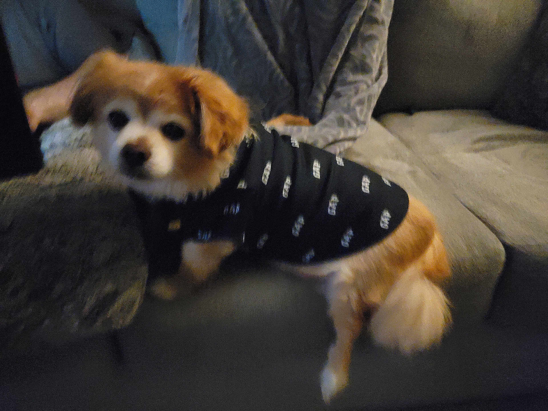 Bentley is registered to the contest to win money with this photo: dog, small_dog, sweater, black_clothing, indoor, couch, furniture, pet, animal, fluffy_tail, curious, seated, cozy, dim_lighting, blurred, brown_and_white, cute, companion, domestic_animal, home