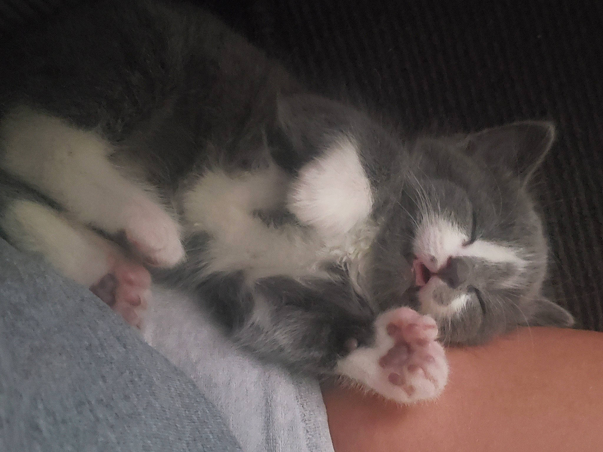 Luna is registered to the contest to win money with this photo: carnivore, cat, claw, cloud, comfort, domestic_short_haired_cat, felidae, foot, fur, nap, paw, sleep, small_to_medium_sized_cats, snout, tail, whiskers