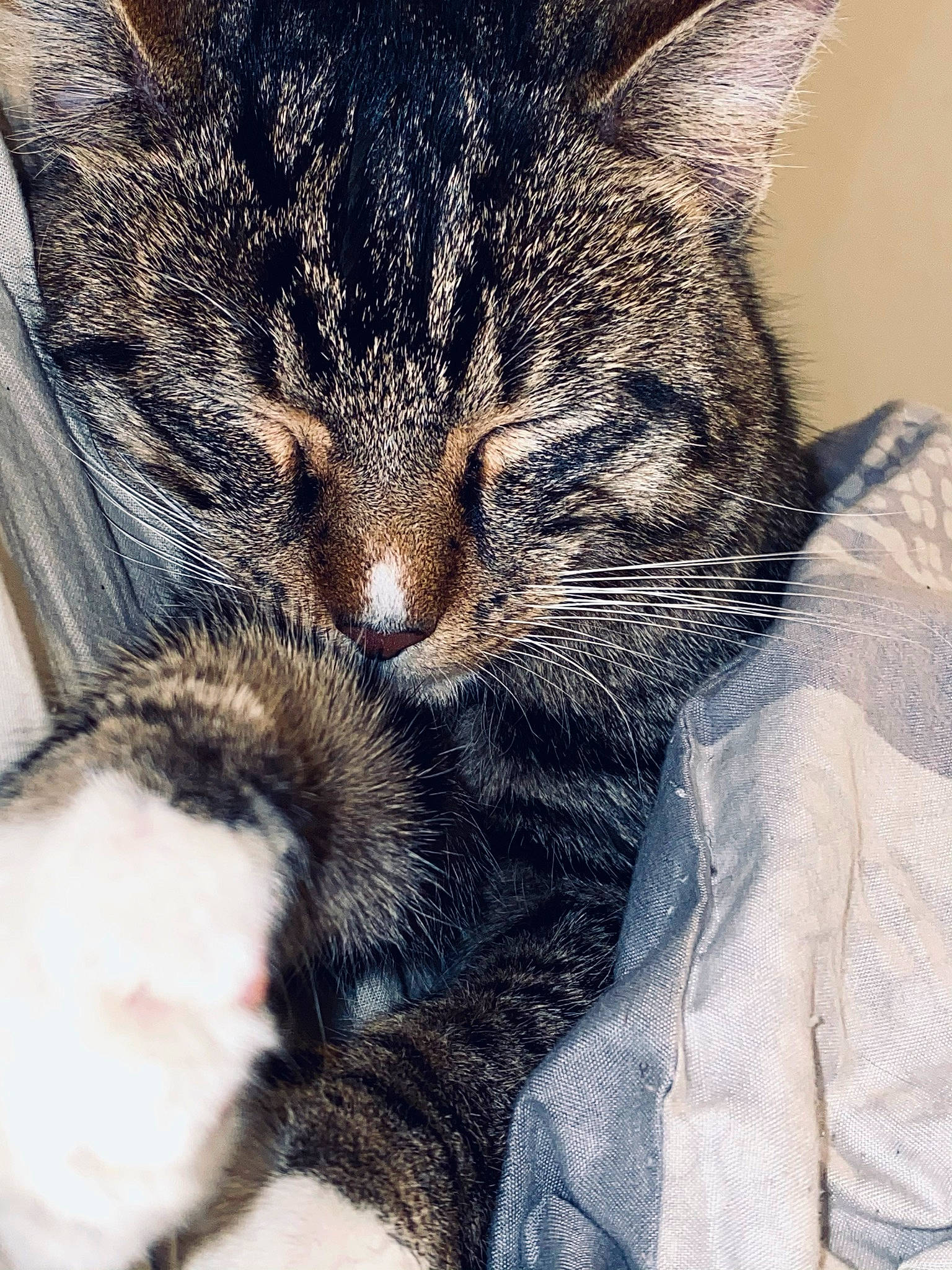 Pipoune participe au concours pour gagner de l'argent avec cette photo : carnivore, cat, cloud, comfort, ear, eye, felidae, hair, head, human_body, iris, leg, mammal, nose, sky, small_to_medium_sized_cats, snout, tail, vertebrate, whiskers