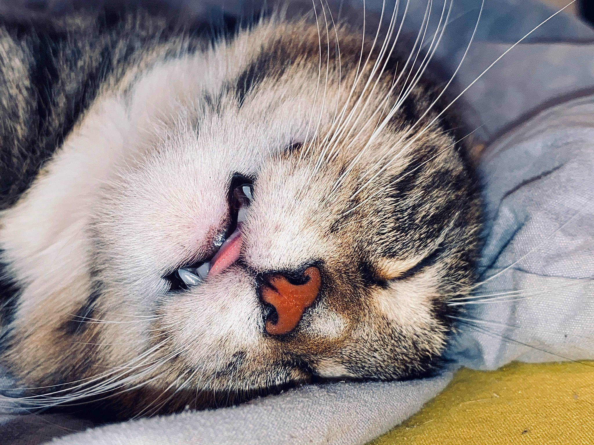 Pipoune participe au concours pour gagner de l'argent avec cette photo : carnivore, cat, claw, comfort, domestic_short_haired_cat, eye, fawn, felidae, fur, nap, paw, sleep, small_to_medium_sized_cats, snout, tail, terrestrial_animal, whiskers, wildlife