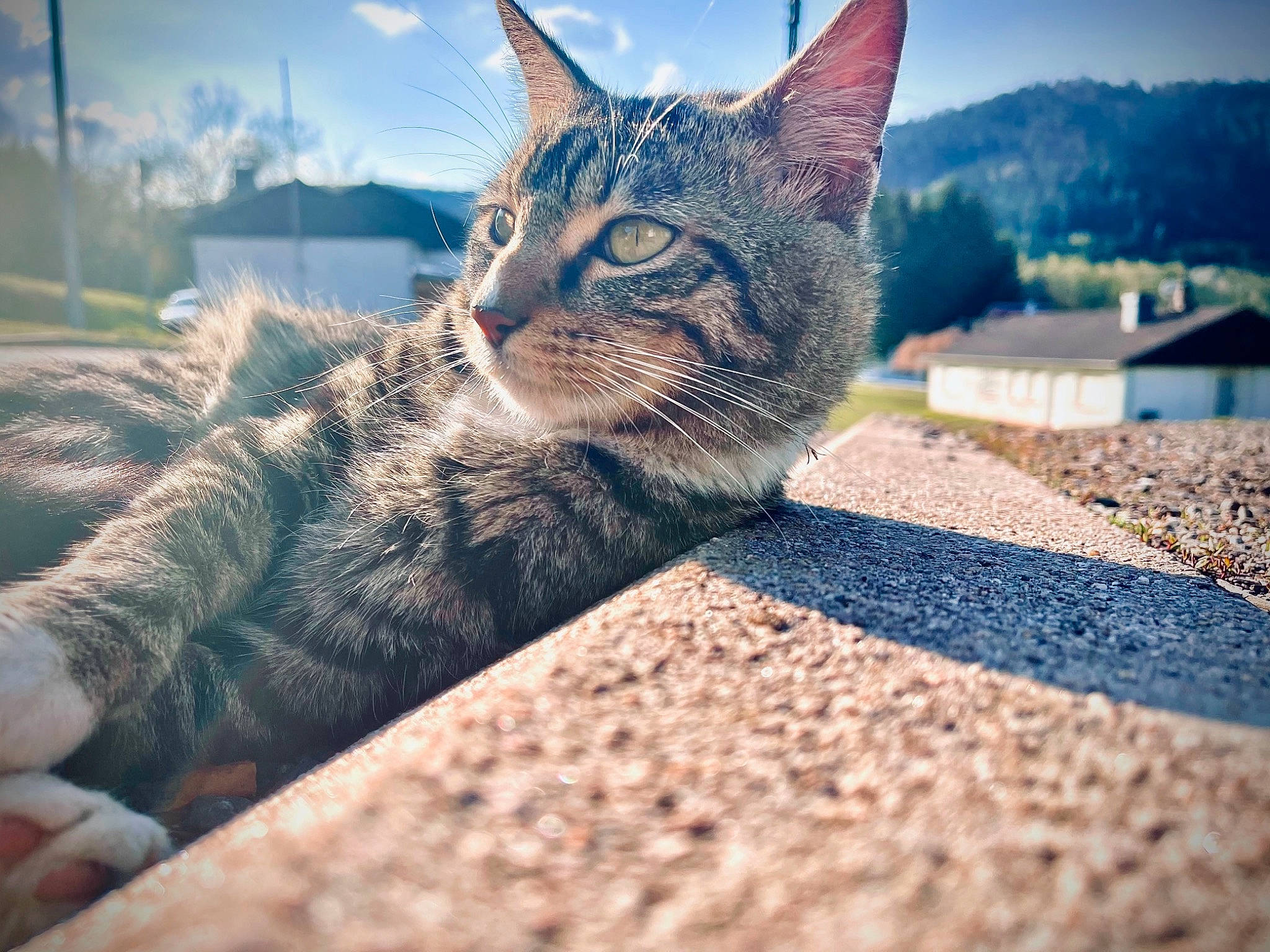 Pipoune a rejoint le concours — aidez-le/la à gagner de superbes lots ! carnivore, cat, cloud, domestic_short_haired_cat, eye, felidae, fur, grass, human_leg, paw, plant, road_surface, sitting, sky, small_to_medium_sized_cats, snout, tail, terrestrial_animal, tree, whiskers
