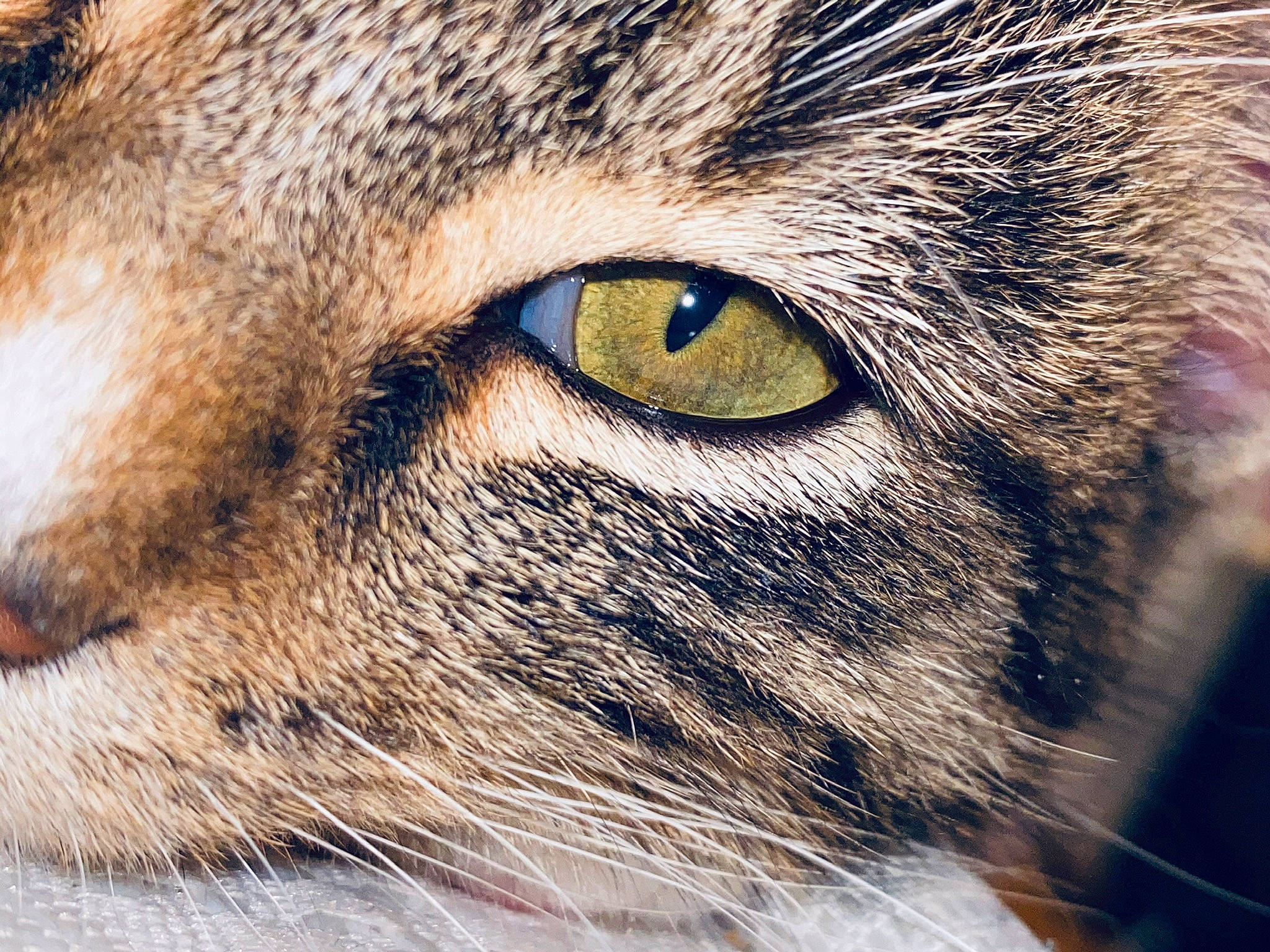 Pipoune a rejoint le concours — aidez-le/la à gagner de superbes lots ! carnivore, cat, close_up, domestic_short_haired_cat, felidae, fur, grass, macro_photography, small_to_medium_sized_cats, snout, terrestrial_animal, whiskers, wildlife