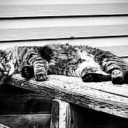 Lilith Luna joined the competition — help win amazing prizes! cat, tabby_cat, feline, animal, pet, lounging, wood, plank, texture, black_and_white, outdoor, siding, fur, whiskers, relaxing, alert, side_view, resting, nature, closeup