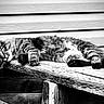 cat, tabby_cat, feline, animal, pet, lounging, wood, plank, texture, black_and_white, outdoor, siding, fur, whiskers, relaxing, alert, side_view, resting, nature, closeup