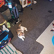 Tickbell joined the competition — help win amazing prizes! cat, calico_cat, carpet, vacuum_cleaner, toy_kitchen, toy, floor, indoor, clutter, bag, plastic_container, bowl, childs_toy, striped_rug, household_item, pet, playroom, flooring, domestic_cat, animal