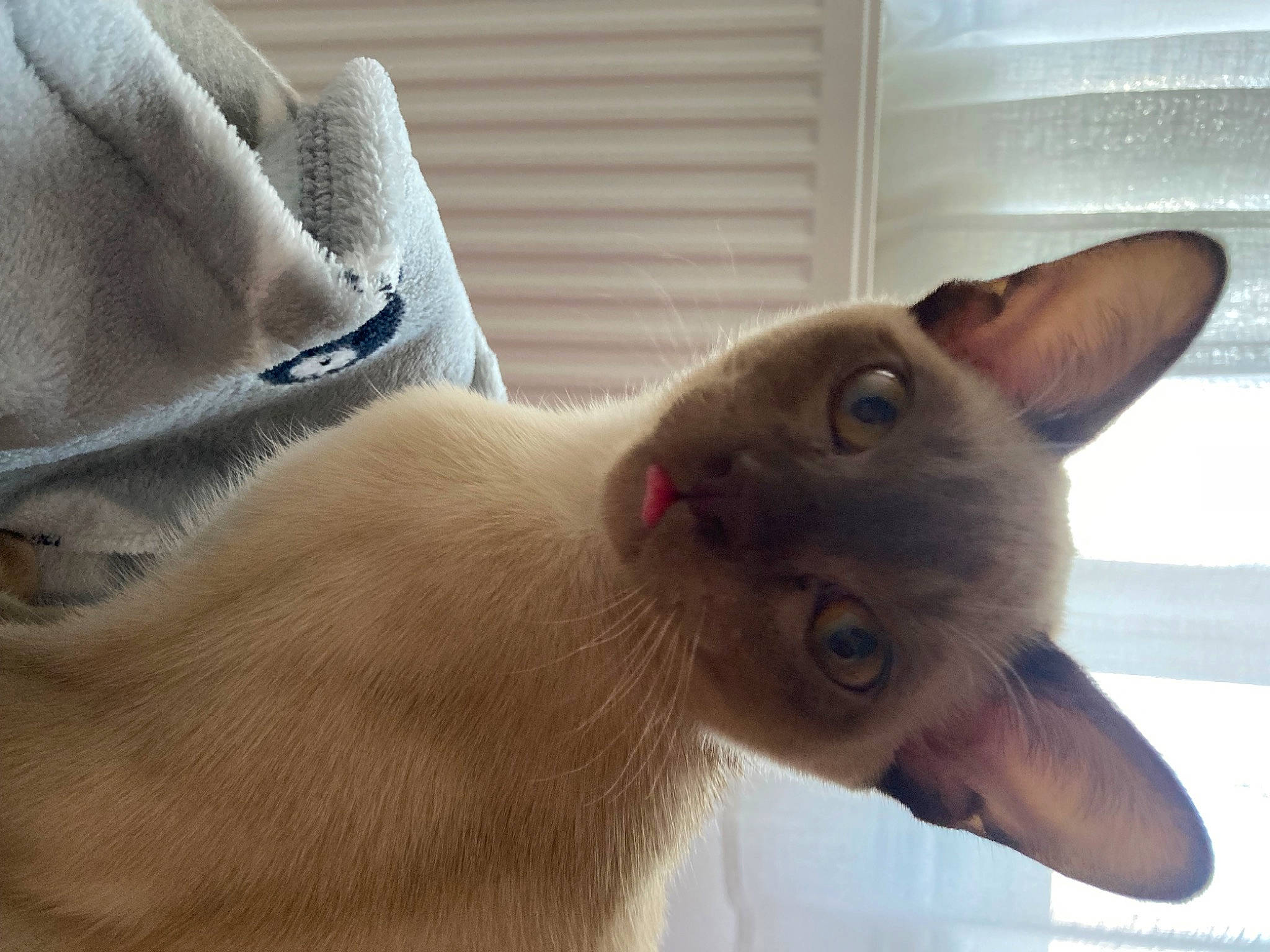 Remy joined the competition — help win amazing prizes! carnivore, cat, comfort, domestic_short_haired_cat, ear, fawn, felidae, fur, small_to_medium_sized_cats, snout, terrestrial_animal, whiskers