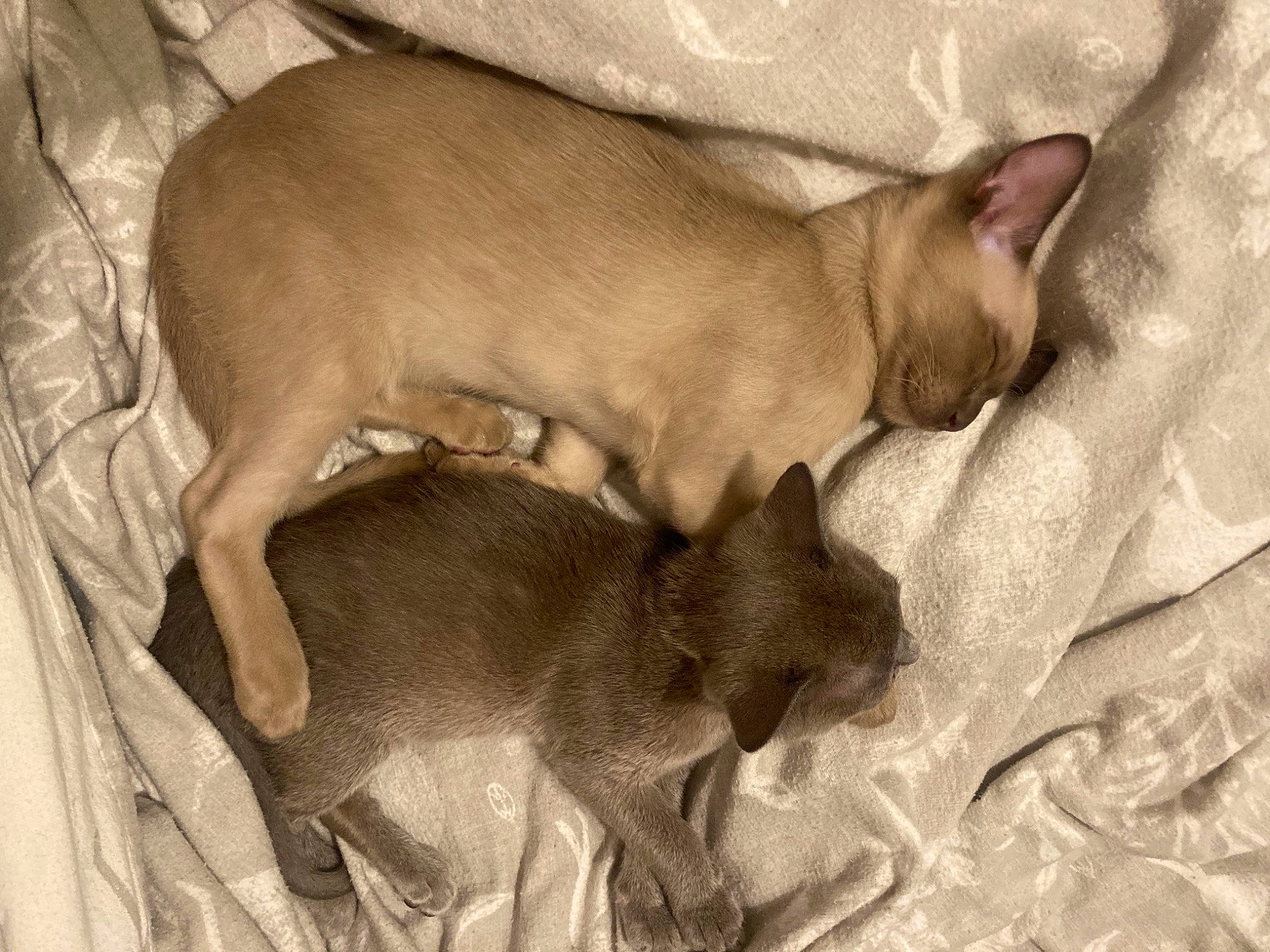 Remy joined the competition — help win amazing prizes! canidae, carnivore, comfort, companion_dog, dog, dog_breed, ear, fawn, linens, liver, nap, non_sporting_group, snout, sporting_group, tail, terrestrial_animal, toy_dog, working_animal, wrinkle