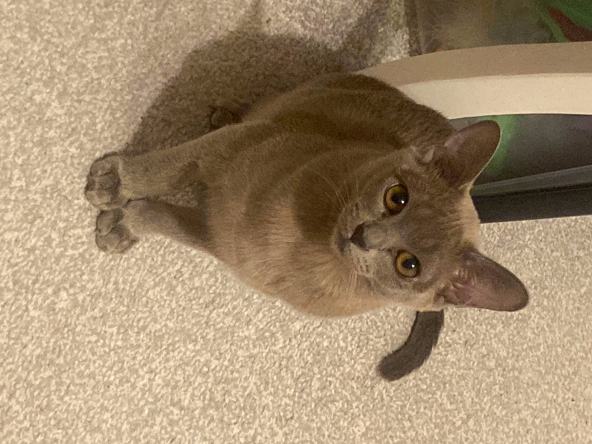 Ruby joined the competition — help win amazing prizes! carnivore, cat, domestic_short_haired_cat, fawn, felidae, fur, russian_blue, sculpture, small_to_medium_sized_cats, tail, whiskers