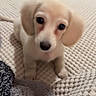 Aspen is registered to the contest to win money with this photo: puppy, dog, cute, pet, animal, beige, blanket, fur, ears, eyes, nose, paws, texture, indoor, closeup, soft_light, cozy, small, young, adorable