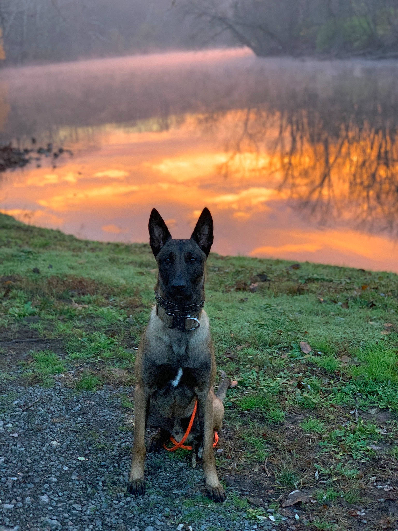 Hudson joined the competition — help win amazing prizes! australian_cattle_dog, canidae, carnivore, cloud, dog, dog_breed, fawn, grass, grassland, herding_dog, landscape, natural_landscape, plant, sky, snout, soil, sporting_group, sunrise, sunset, water
