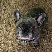 Roscoe joined the competition — help win amazing prizes! animal, brown, canine, carpet, close_up, collar, companion, cute, dog, domestic_animal, ears, floor, french_bulldog, gray, indoor, looking_up, mammal, pet, portrait, sitting