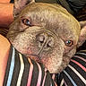 Roscoe is registered to the contest to win money with this photo: animal, brown_eyes, close_up, companion, cozy, cute, dog, ears, face, french_bulldog, fur, indoor, lap, person, pet, portrait, relaxation, resting, striped_pants, texture