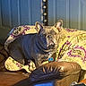Roscoe joined the competition — help win amazing prizes! animal, bells, blanket, brown, charger, collar, dog, door, ears, face, french_bulldog, furniture, indoor, leather_couch, pet, phone, purple, table, tag, yellow