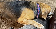 Roscoe is registered to the contest to win money with this photo: animal, brown, canine, carpet, collar, couch, dog, domestic, floor, furniture, gray, indoor, interaction, paw, pet, playful, resting, side_view, table_leg, two_dogs